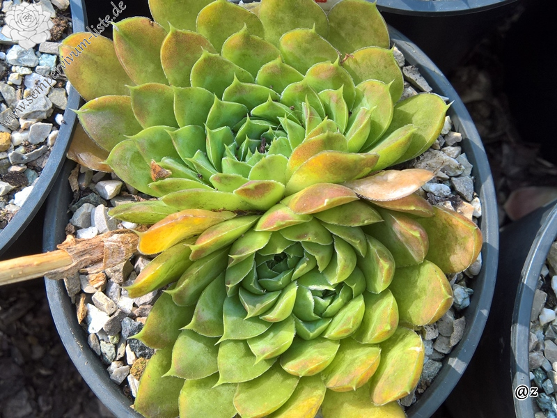 Korspelse Raanana / Jovi