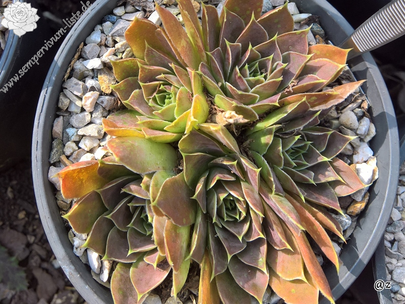 Korspelse Leonoor / Jovi