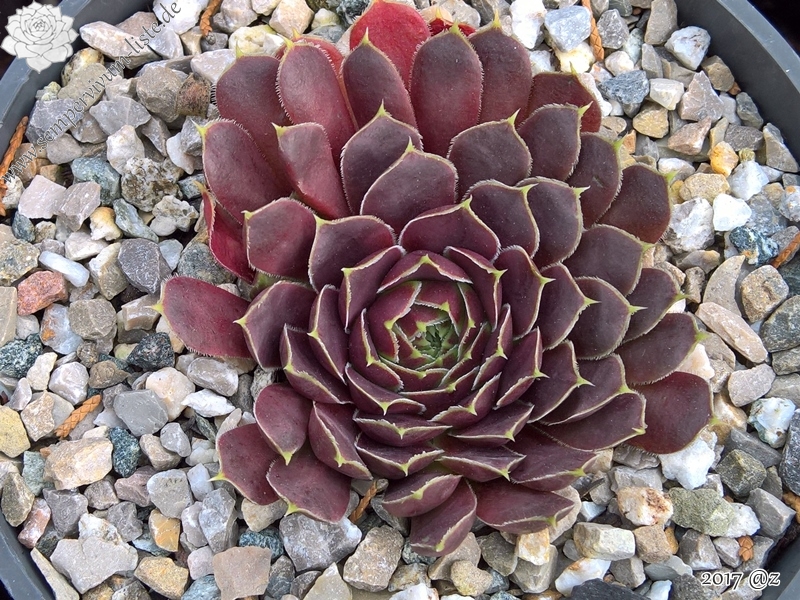 Korspelse Jeanique / Jovi