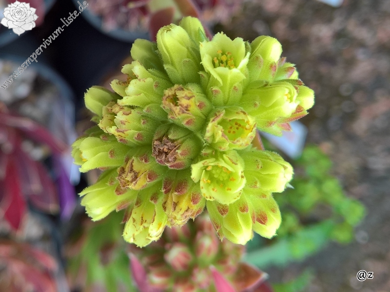 Korspelse Jeanique / Jovi