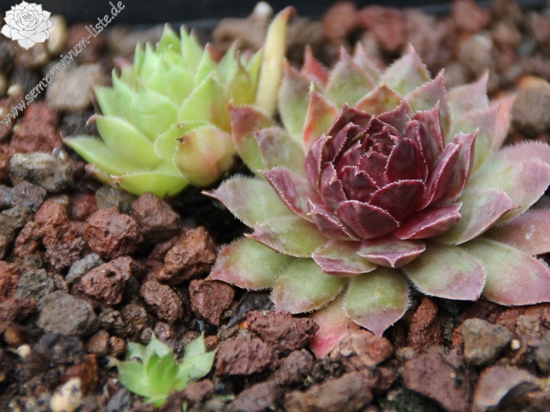 Devon Jewel