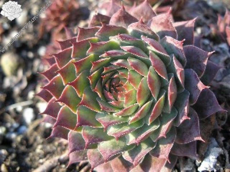 Buntstachel