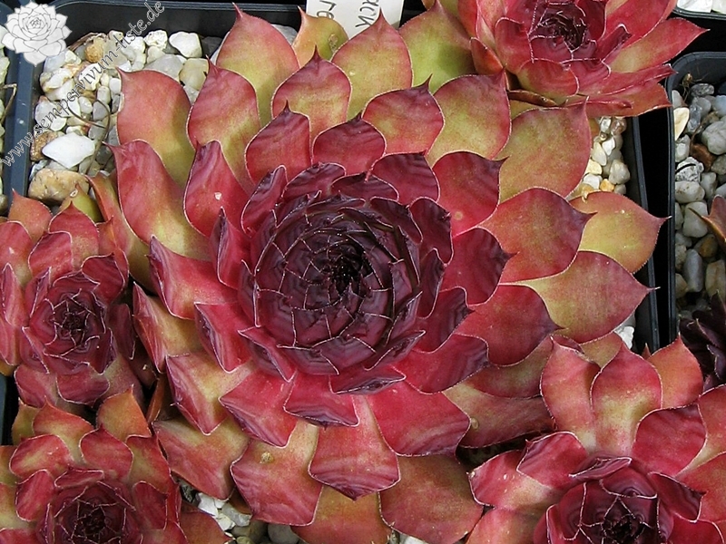 Black Claret