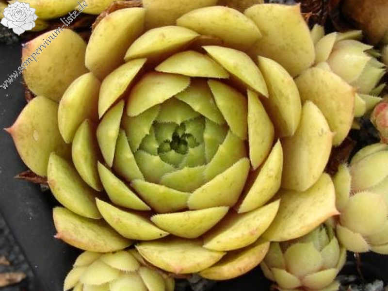Buddha's Eye