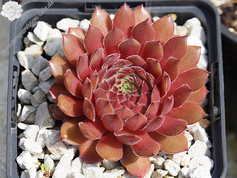 Haccombe Ruby