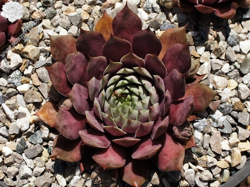 Blaues Blut