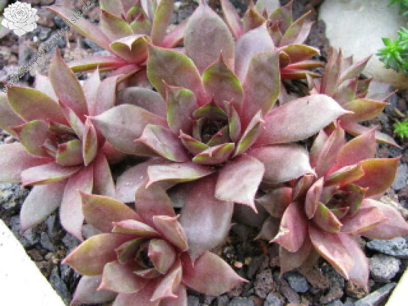 Braunella