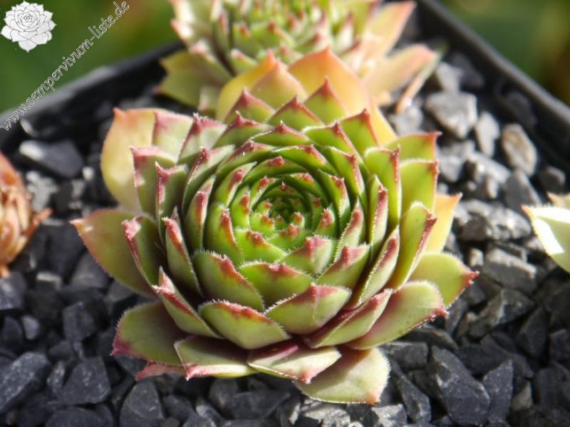 Buddha's Eye
