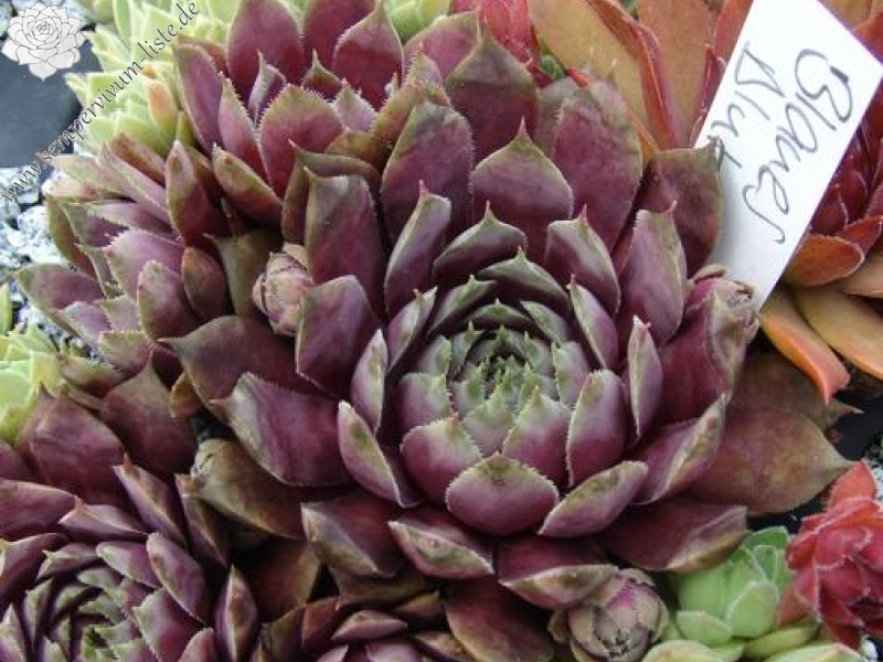 Blaues Blut