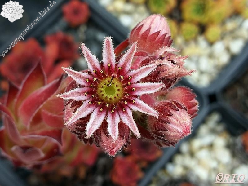 Black Claret