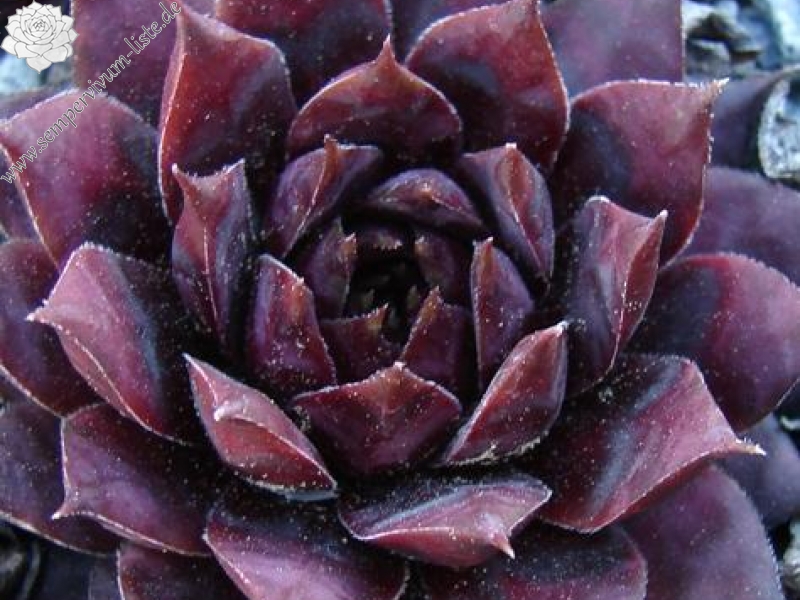 Blaues Blut