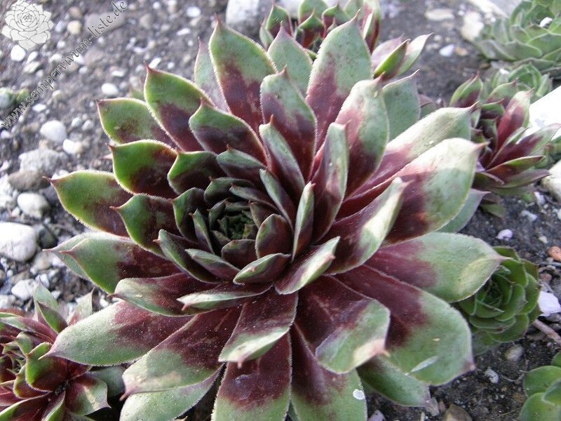 Buntstachel
