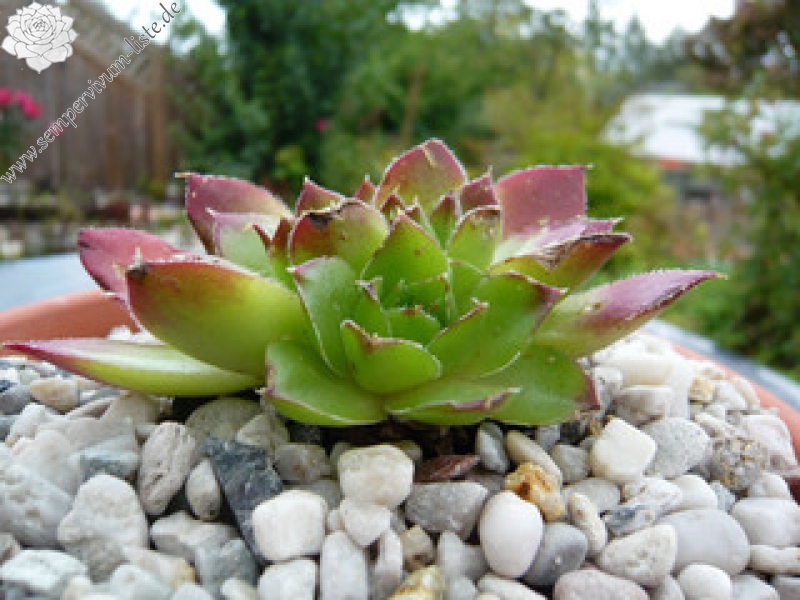 Diepvens Julia / Jovi