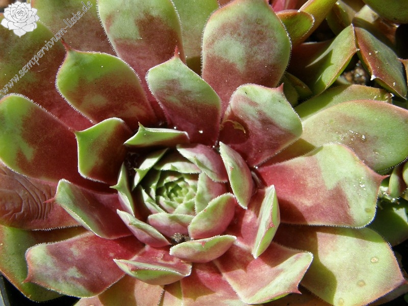 Buntstachel