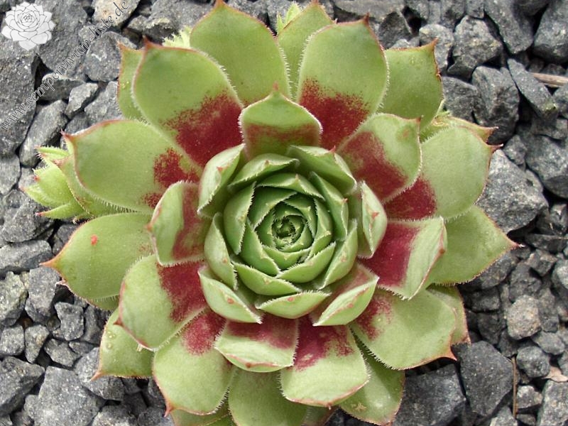 Buntstachel