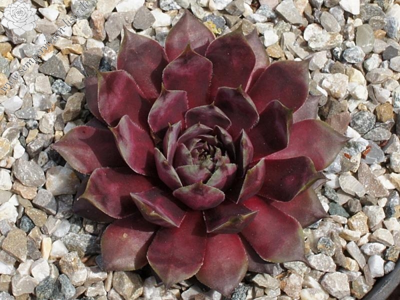 Blaues Blut