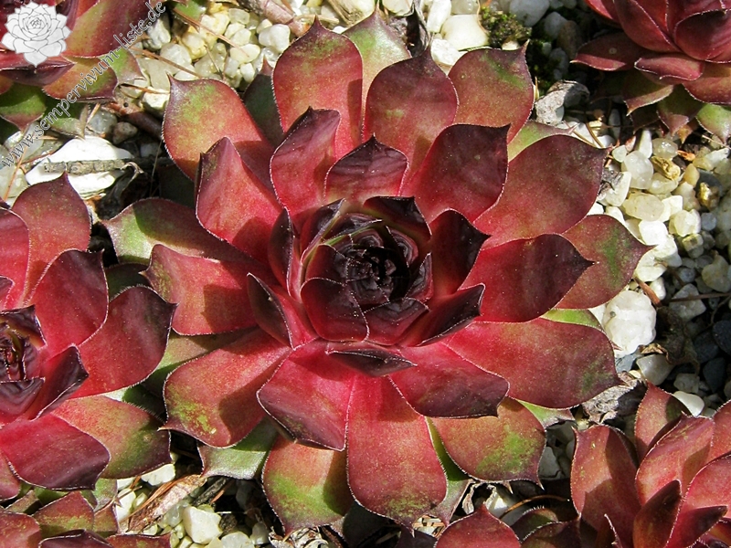 Black Claret