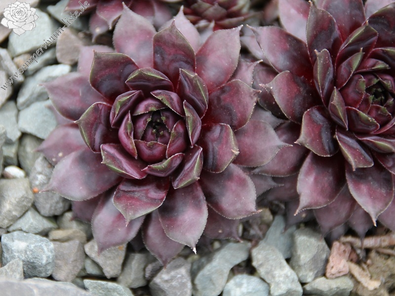 Blaues Blut