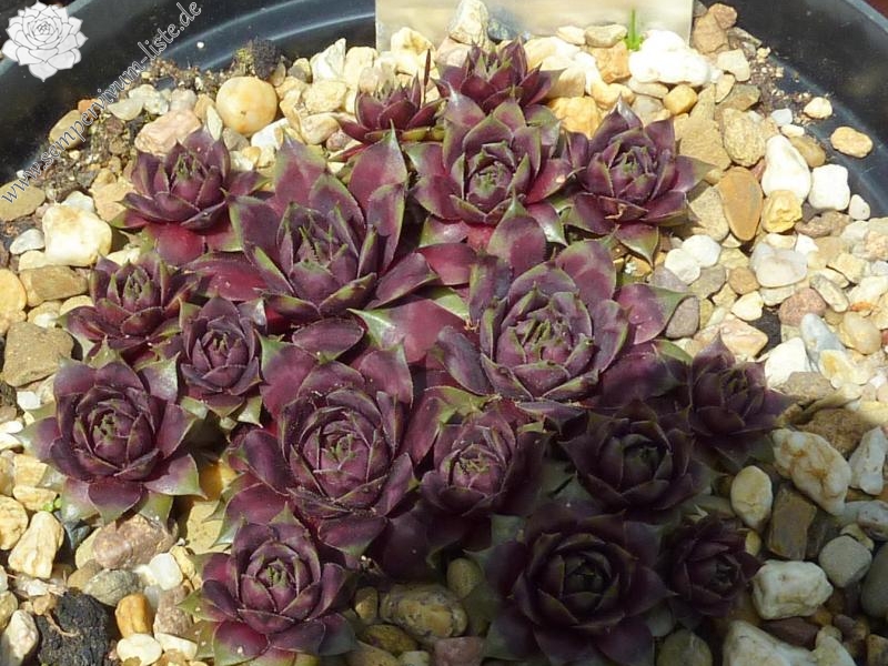 Blaues Blut