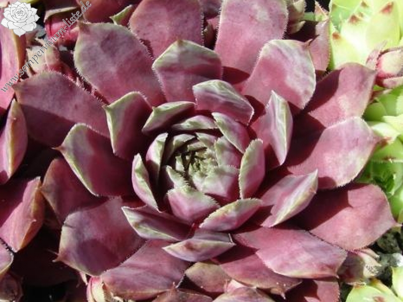 Blaues Blut