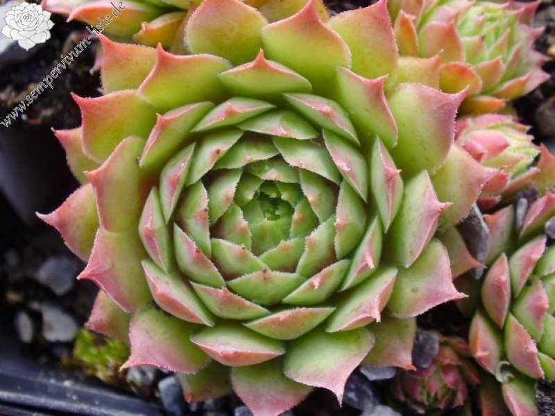 Buntstachel