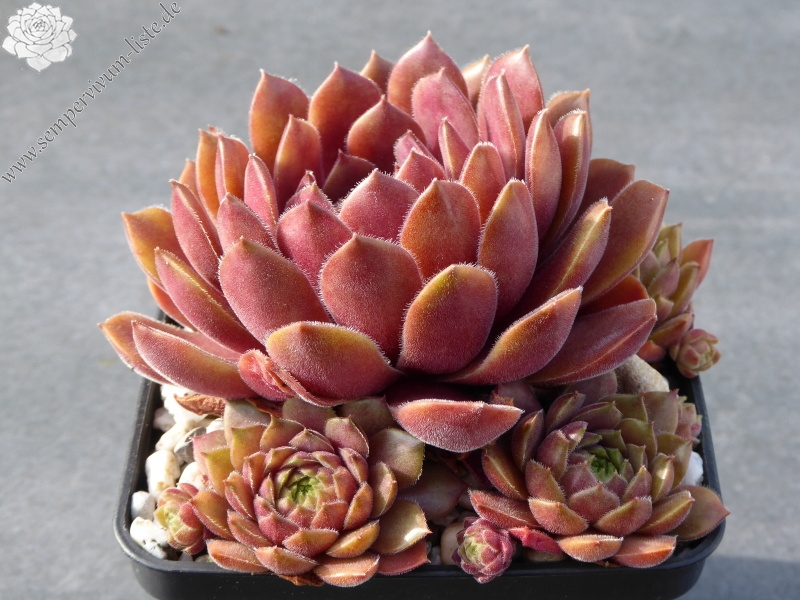Haccombe Ruby