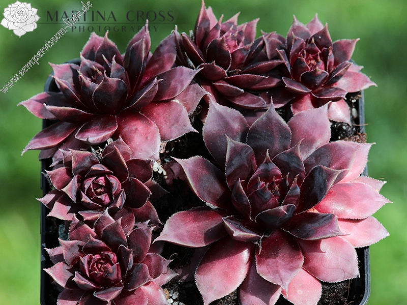 Blaues Blut