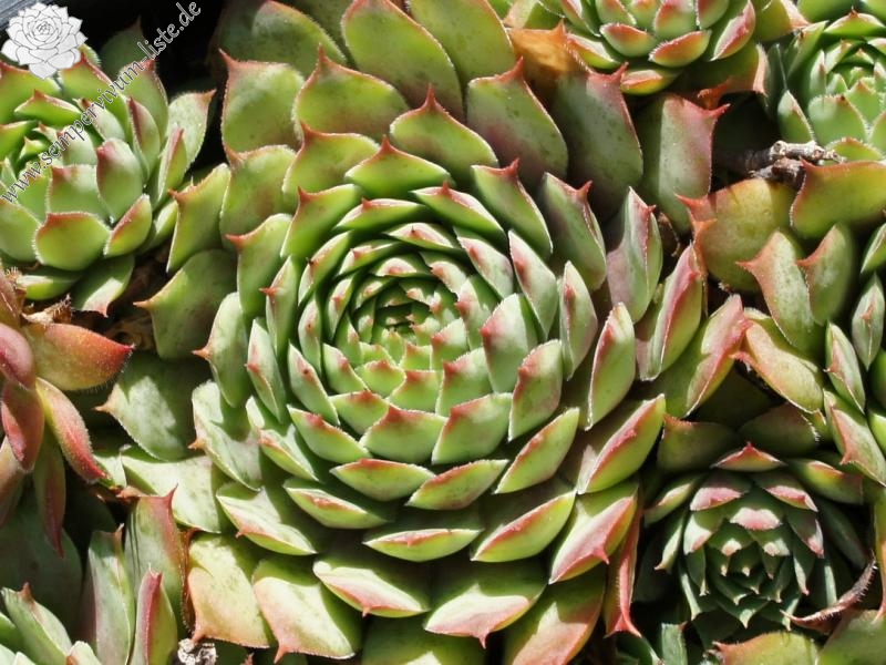 Buntstachel
