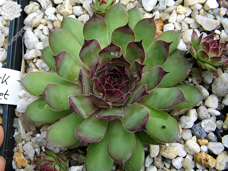 Black Claret