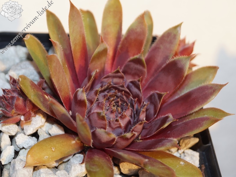 Devon Jewel