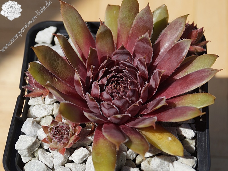 Devon Jewel