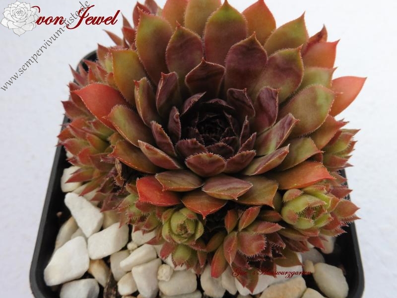 Devon Jewel