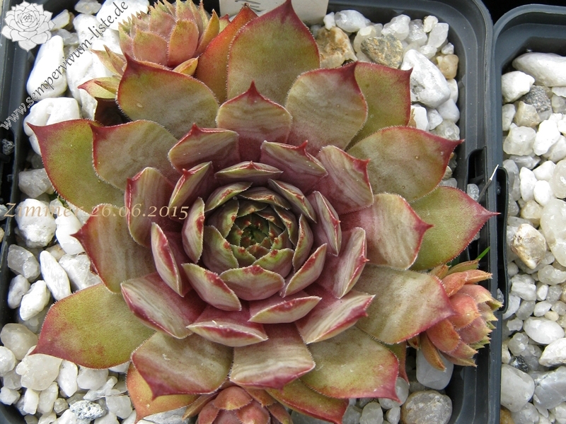 Metallicum Giganteum