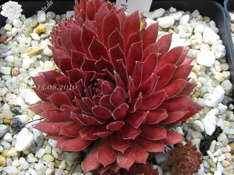 Pacific Charm