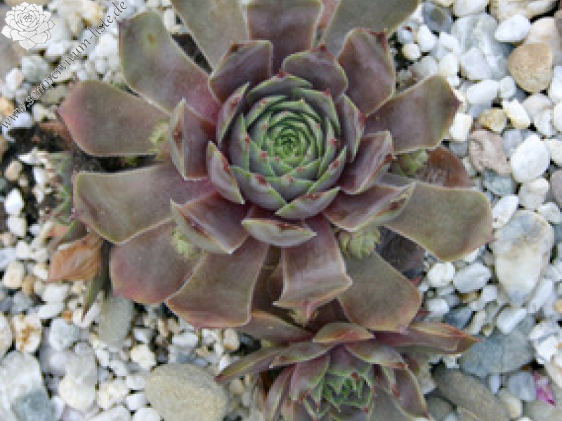 Metallicum Giganteum