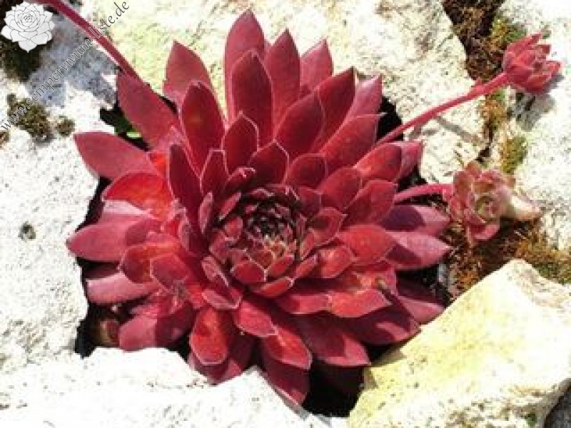 Pacific Charm