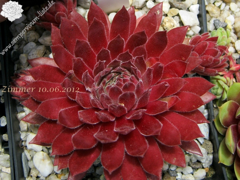 Pacific Charm