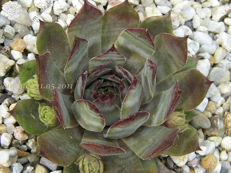 Metallicum Giganteum