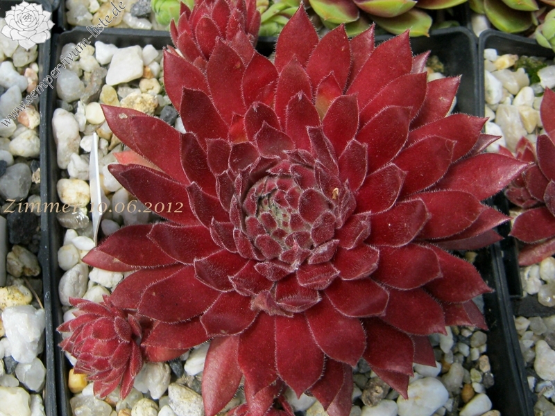 Pacific Charm