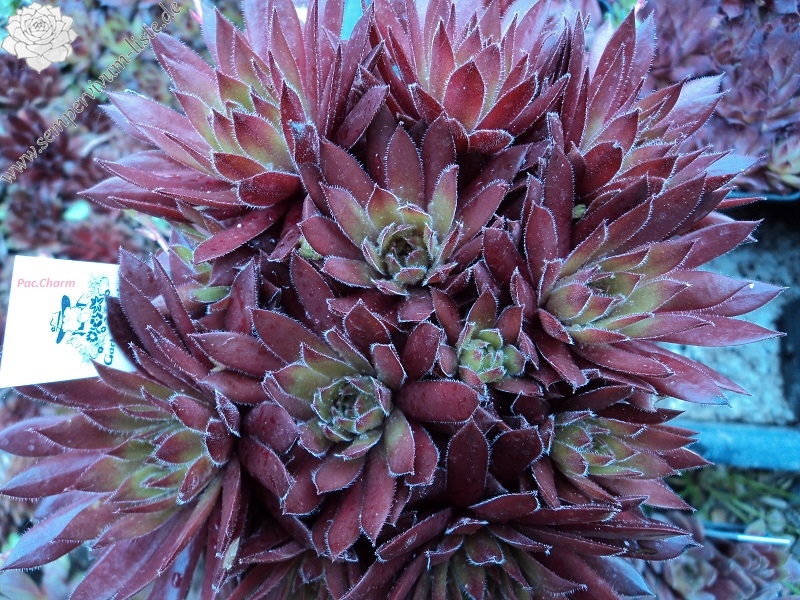 Pacific Charm