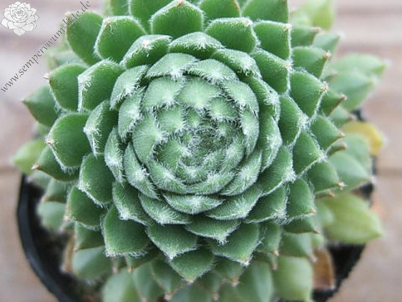 Bentigo