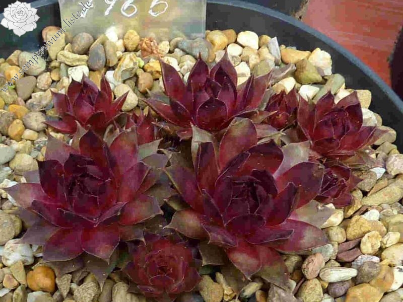 Berseba