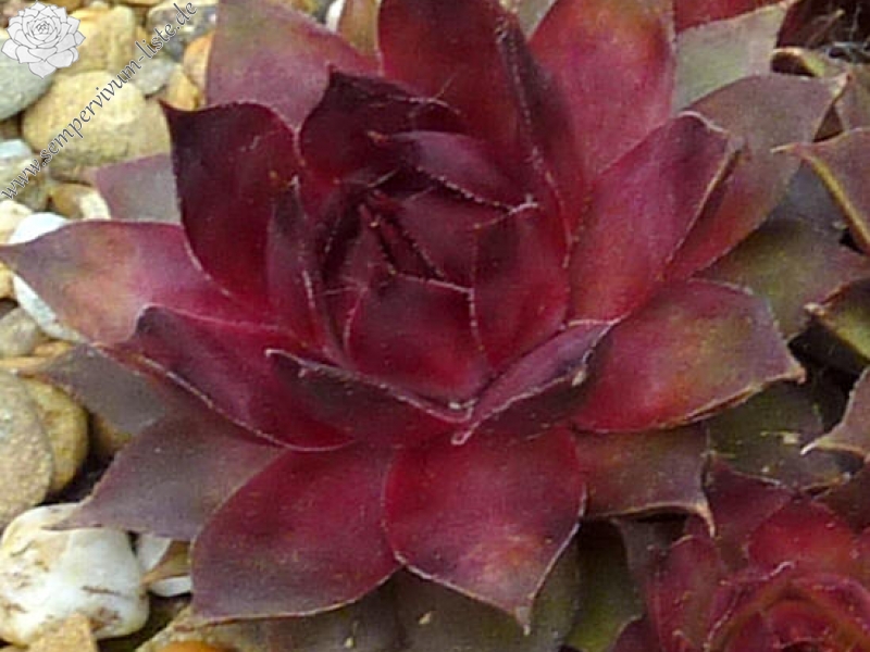 Berseba