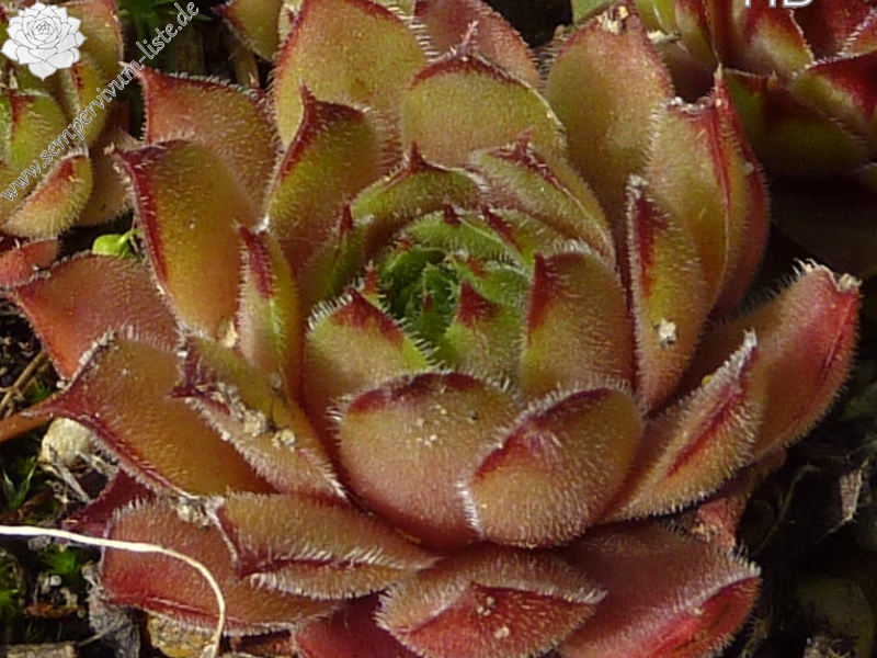 Buntspecht