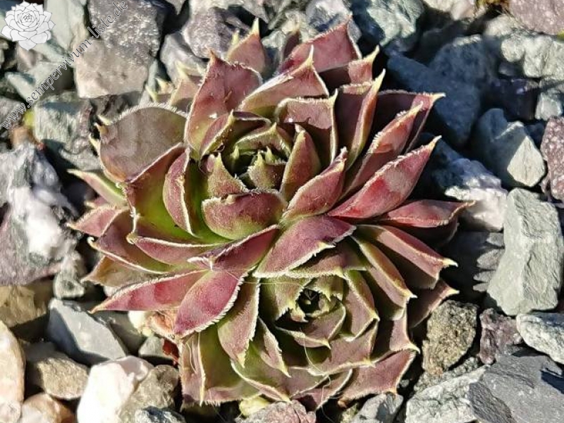 Crystal Palace / Jovi