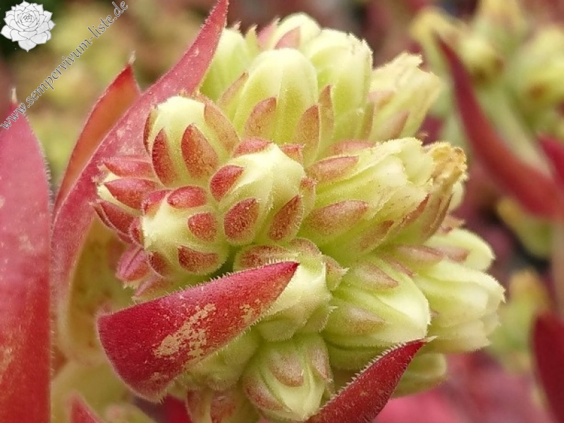 Crystal Palace / Jovi