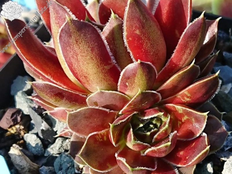 Crystal Palace / Jovi