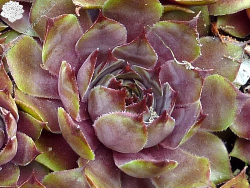 De Elfen