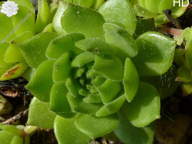 Deloza
