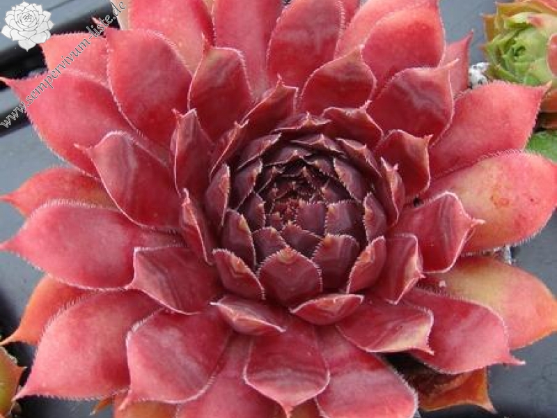 Devon Jewel